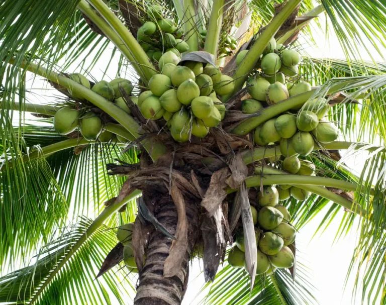 A coconut tree in Sri Lanka