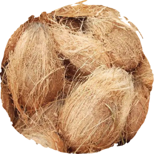 Semi-husk coconut