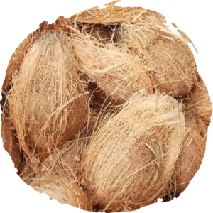 Semi-husk coconut